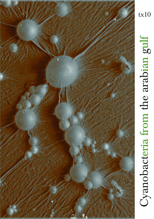 Cyanobacteria: From The Arabian Gulf [CASSETTE] (Toxo Records)