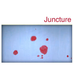 Various Artists: Juncture