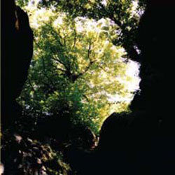 Knuffke, Kirk / Frederico Ughi / Chris Welcome: Garden Of Gifts (577 Records) Knuffke, Kirk / Frederico Ughi / Chris Welcome: Garden Of Gifts (577 Records)
