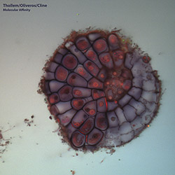 Thollem / Oliveros / Cline: Molecular Affinity [VINYL + DOWNLOAD] (Roaratorio)