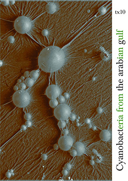 Cyanobacteria: From The Arabian Gulf [CASSETTE] (Toxo Records)