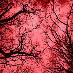 Colonna / Marraff / Spera / Zanotti: Red Planet (Relative Pitch) Colonna / Marraff / Spera / Zanotti: Red Planet (Relative Pitch)