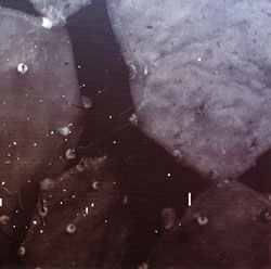 Jennings / Cage / Tilbury / Lexer: Lost Daylight (Another Timbre) Jennings / Cage / Tilbury / Lexer: Lost Daylight (Another Timbre)