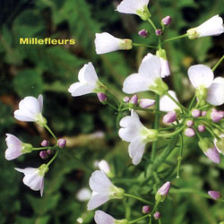 Schiller, Christoph / Millefleurs: Millefleurs